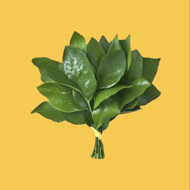 尊贵的王刚殿下.