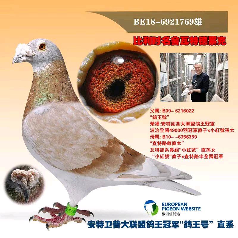 羽翔铭鸽