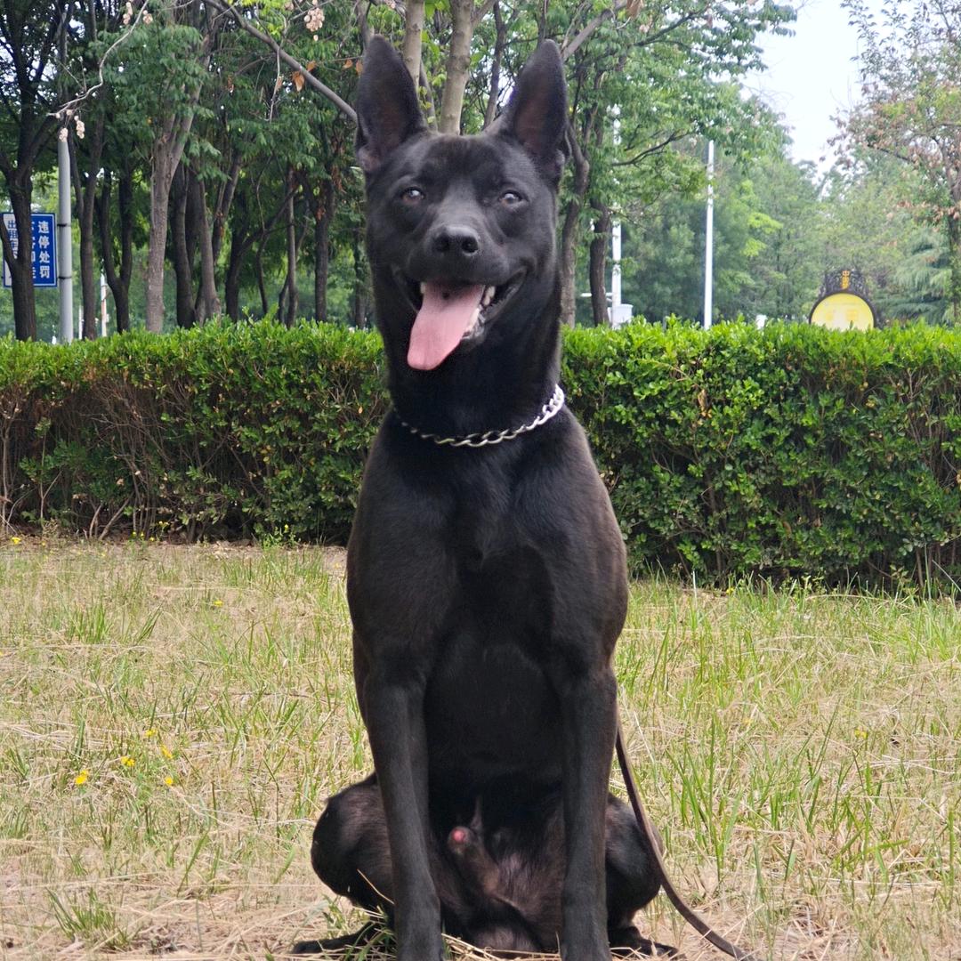 台湾高山犬繁育