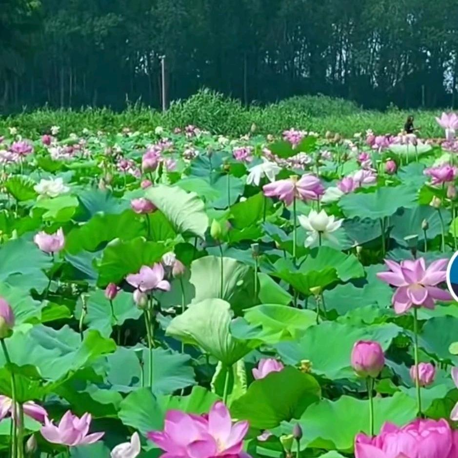 春天的美丽