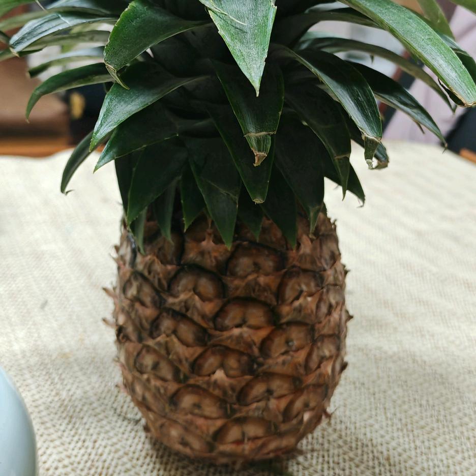 莲的小狗