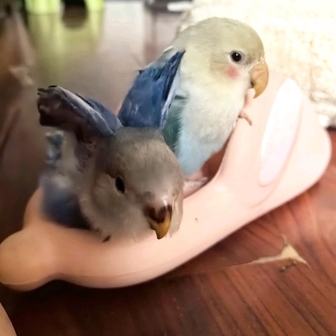 鞋教双鹦