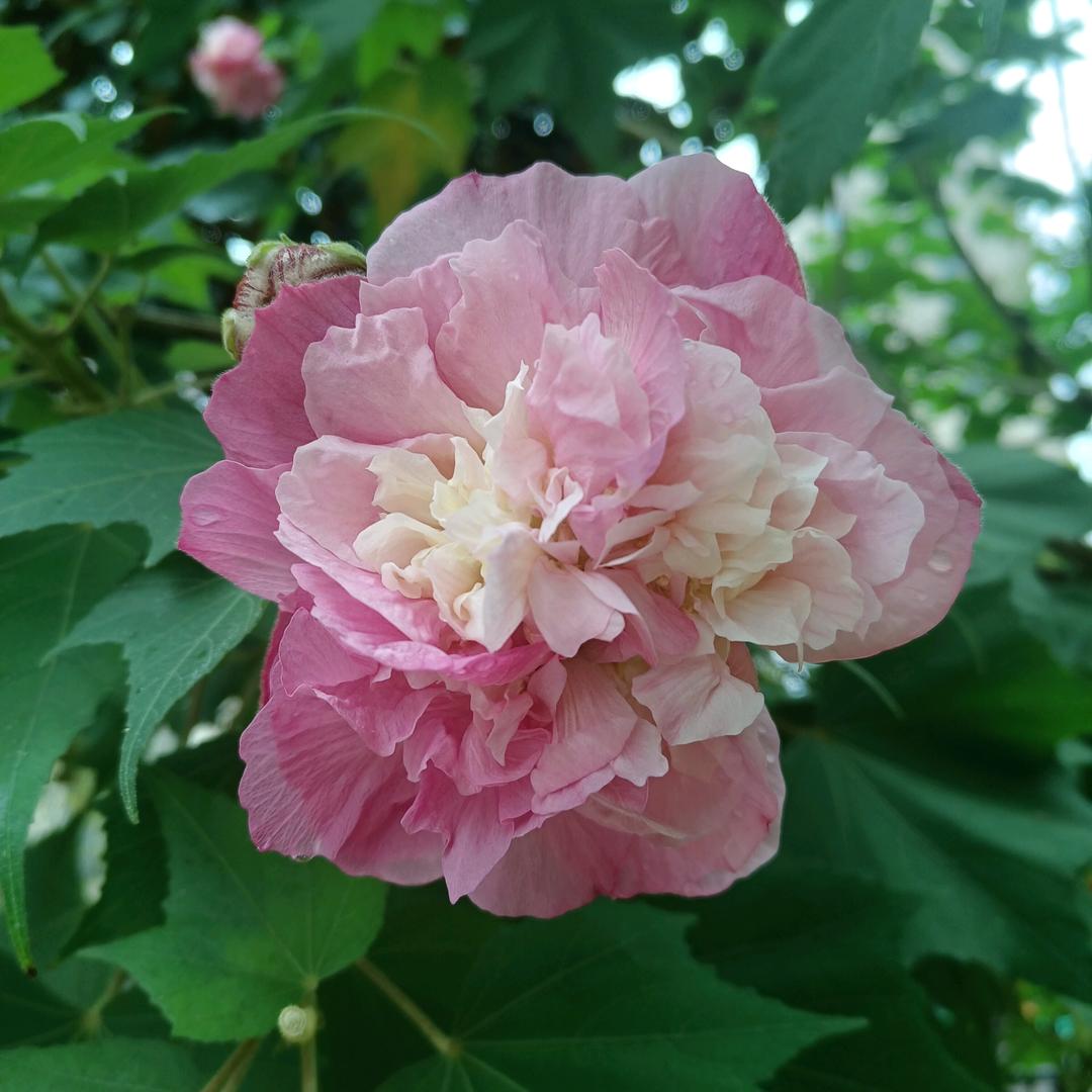 眼睛里进了柠檬