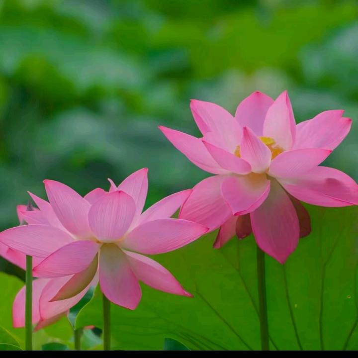 🌈难得糊涂🌈