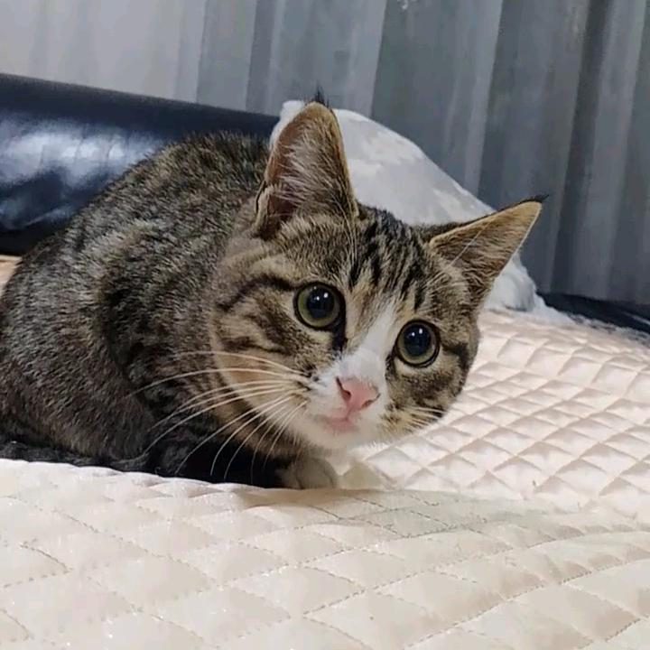 肥猫