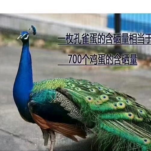 蓝孔雀养殖红姐