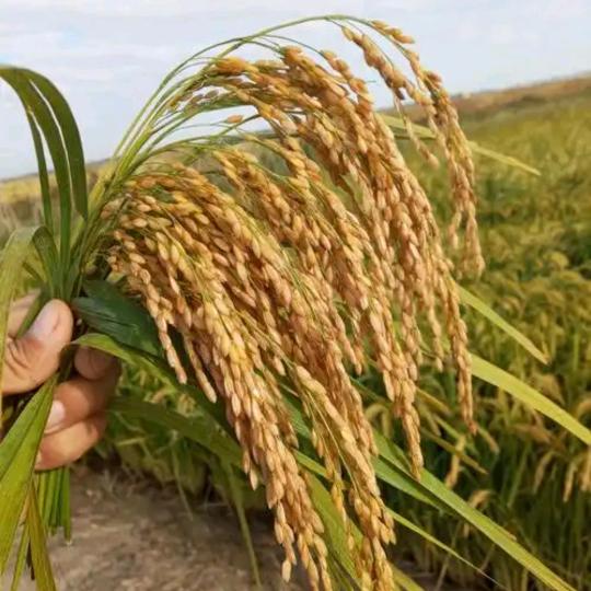 东北大米军哥🌾