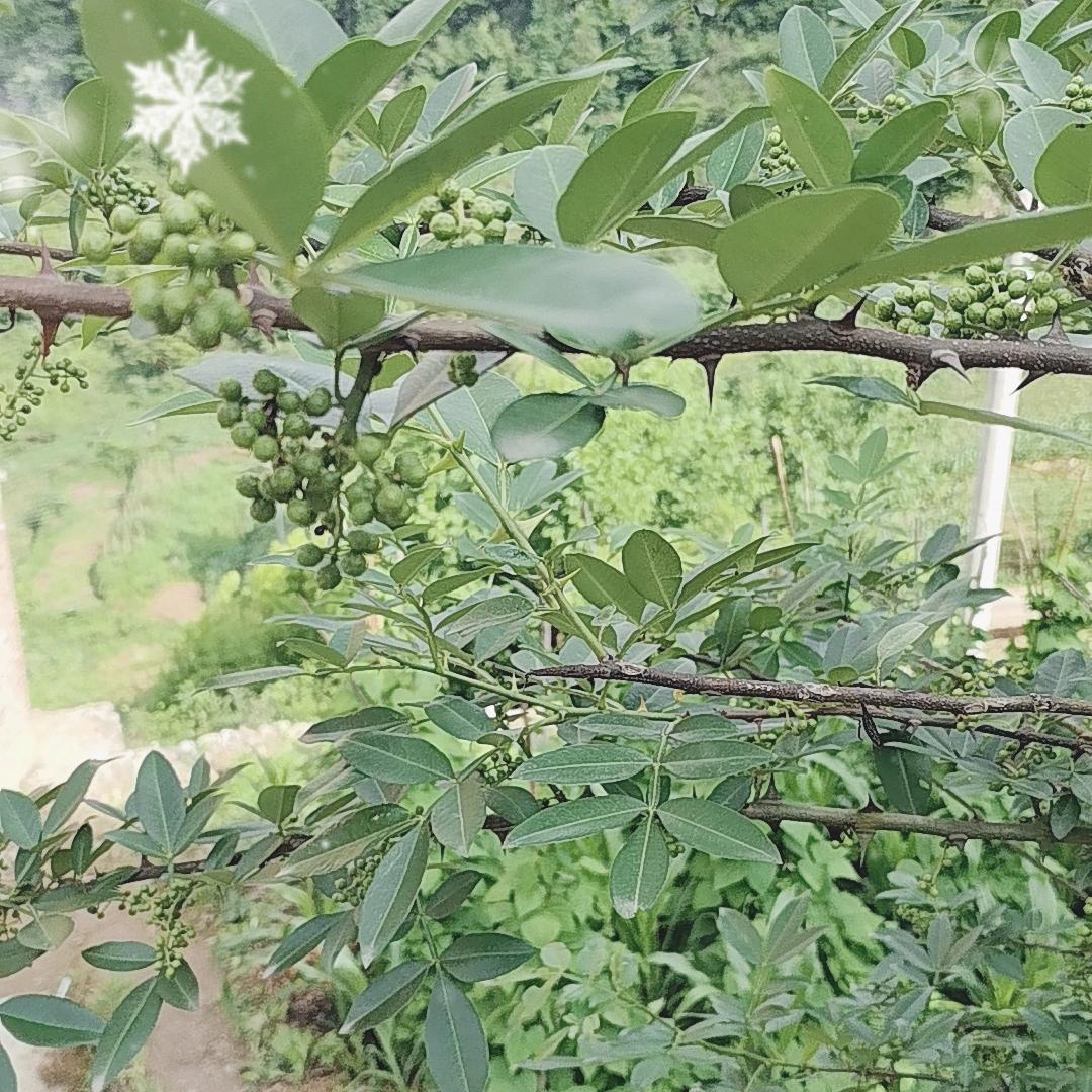 步履如飞