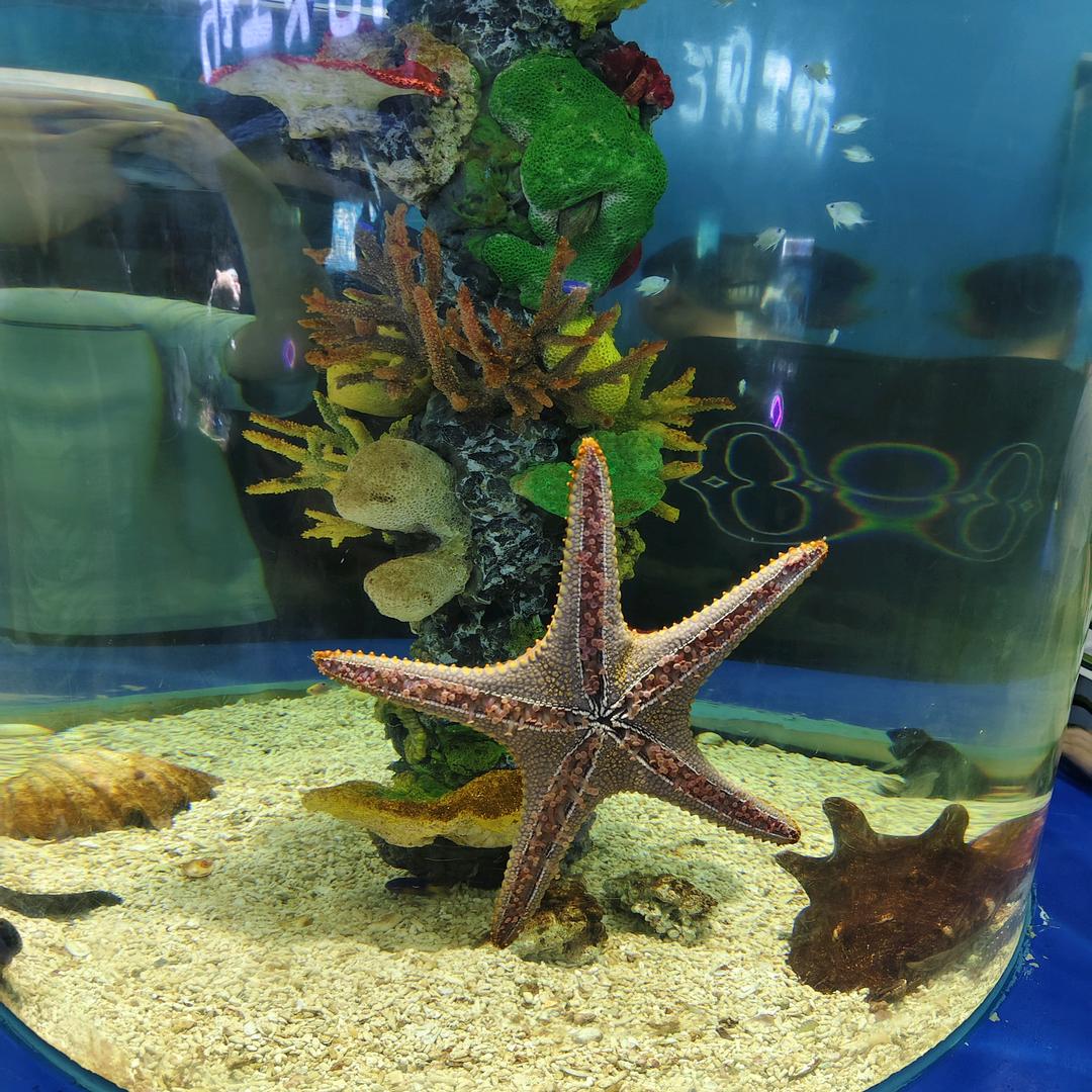 🌸((☀️亮晶晶☀️))🌸