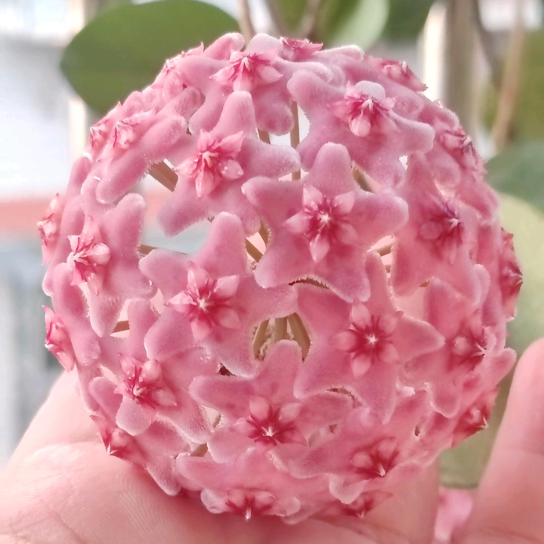 豆荚
