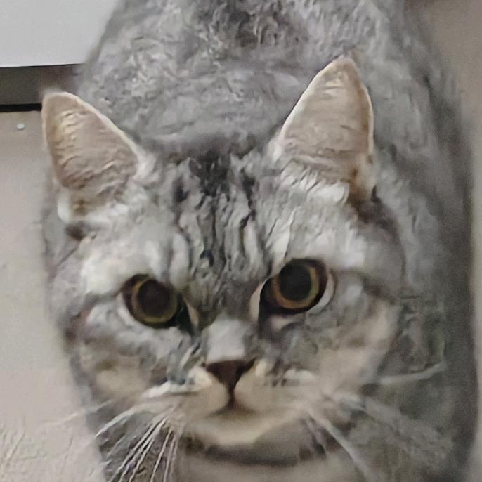 秋月猫君