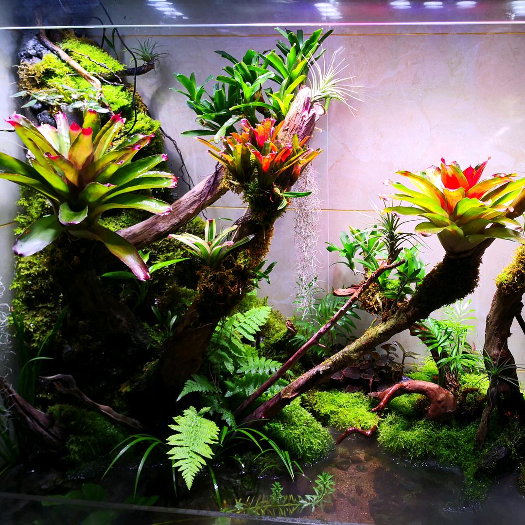 🌲🌲🌲树