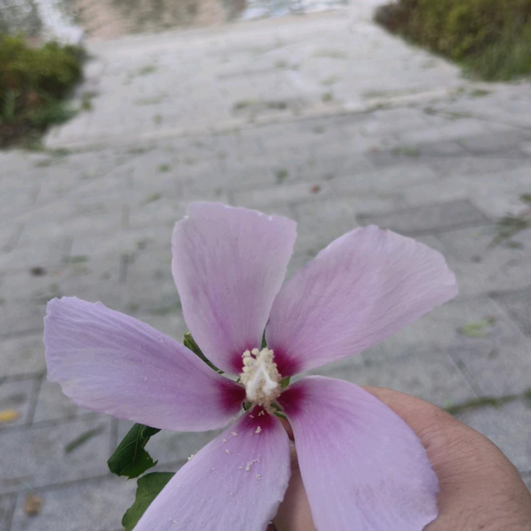 刚
