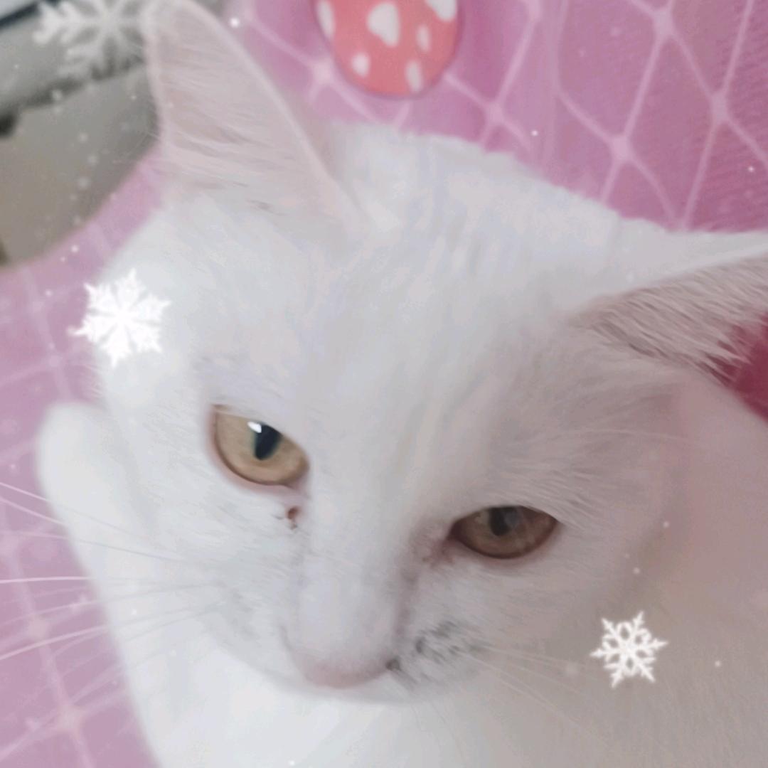 小雪球