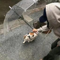 婷鹅数码
