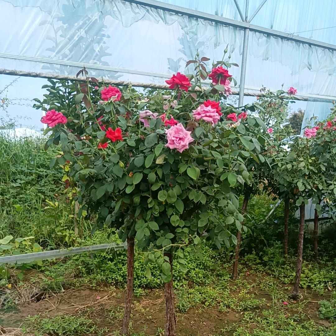 鲜尔亮花卉园艺