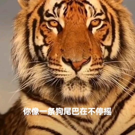 🐉哥