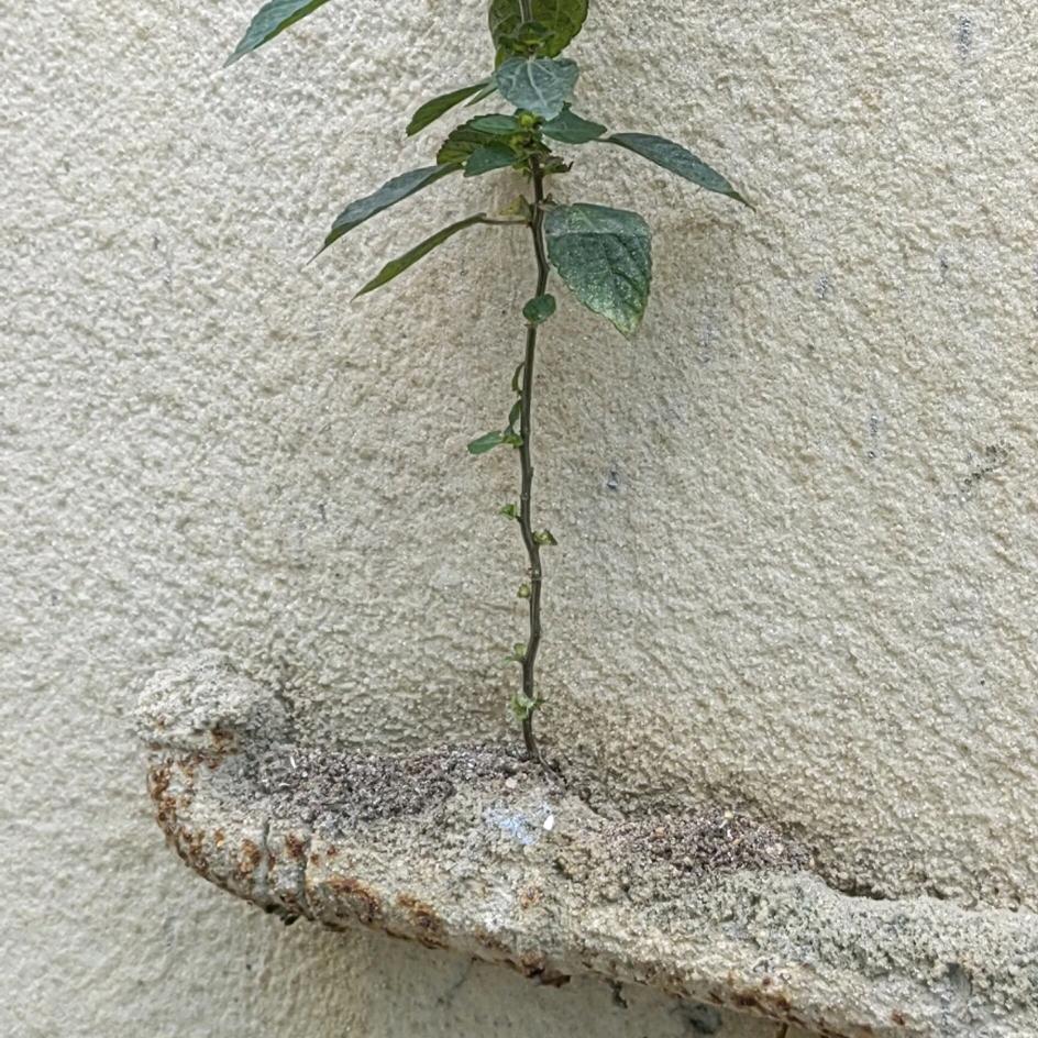 M.Bilal 🇵🇰🇨🇳