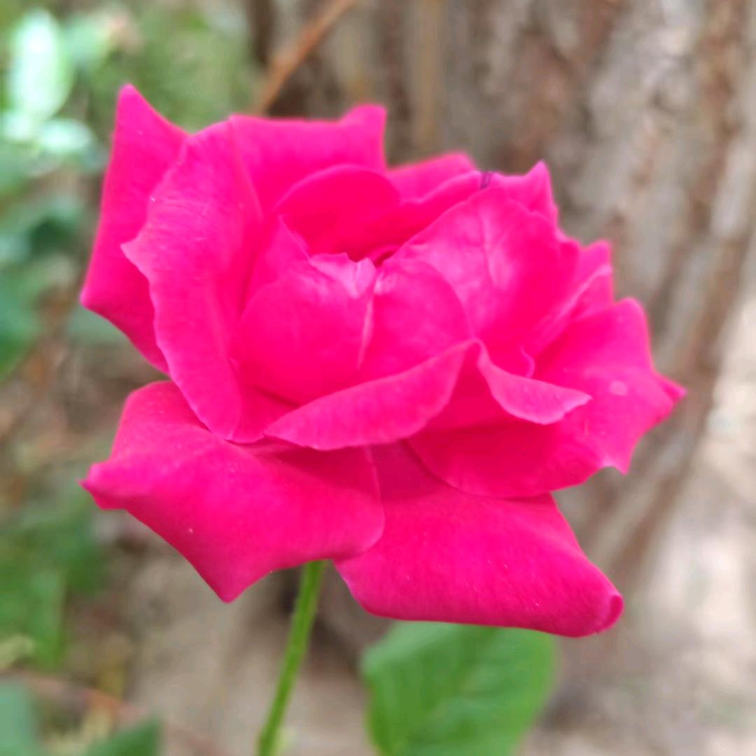 风清云淡，