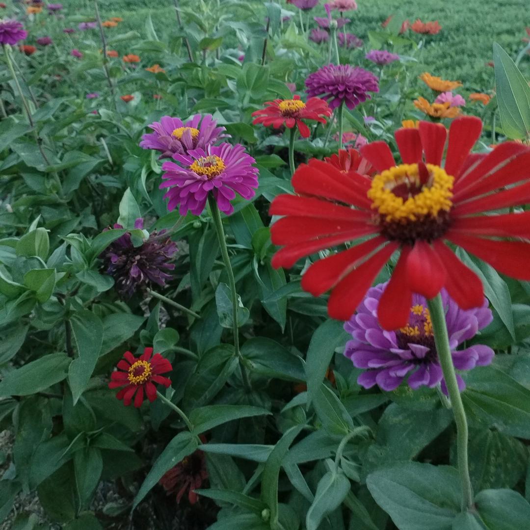 竹兰梅菊