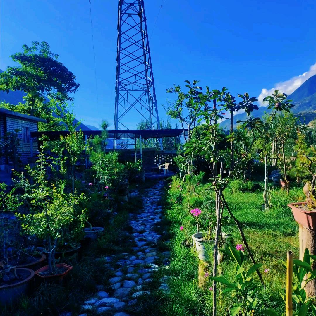 林缘石韵