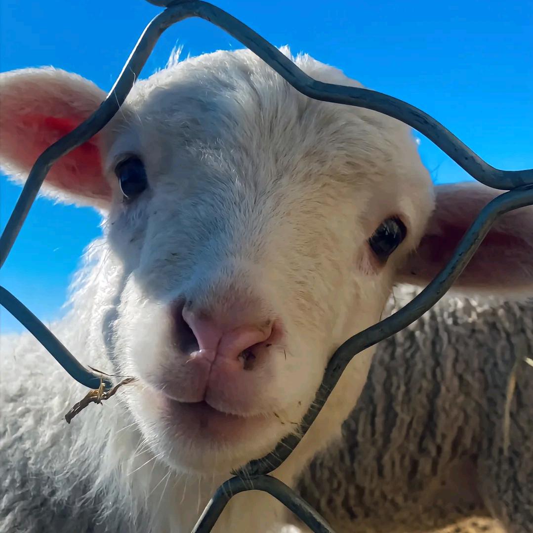 开汉的小张同学🤏