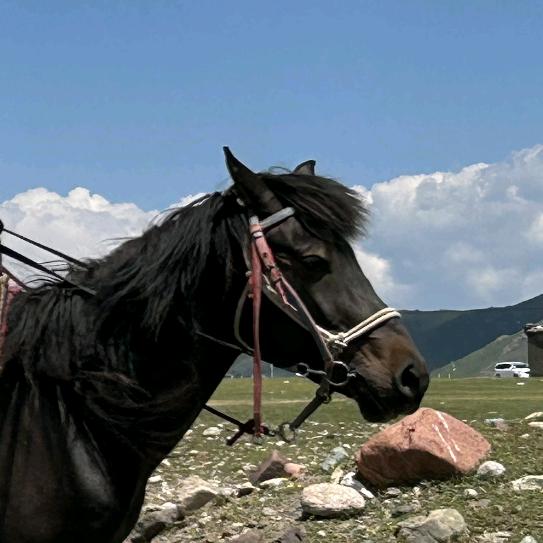 牧野小马风干肉