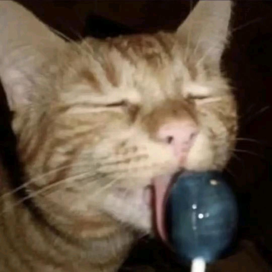 羊驼