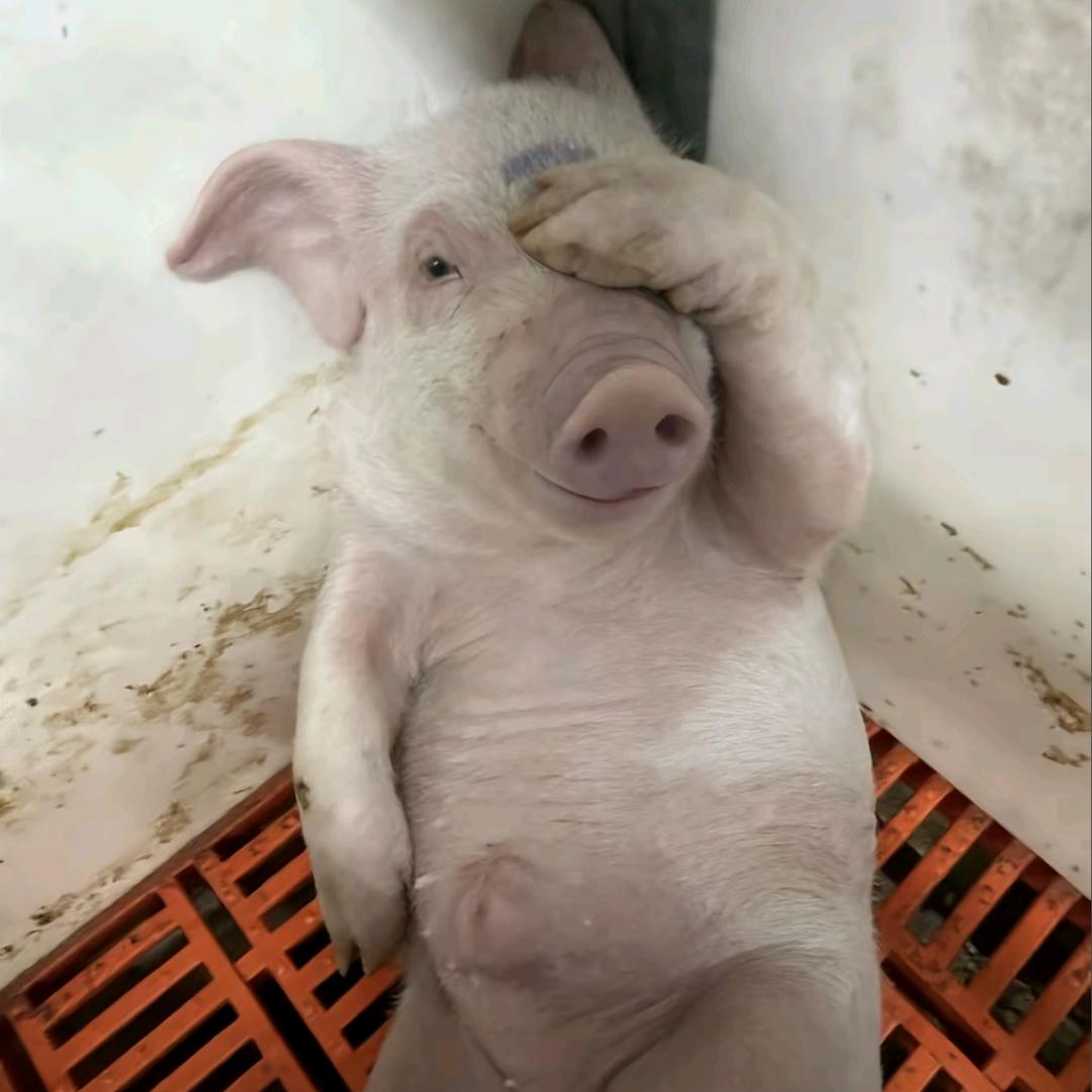 奇怪的诚