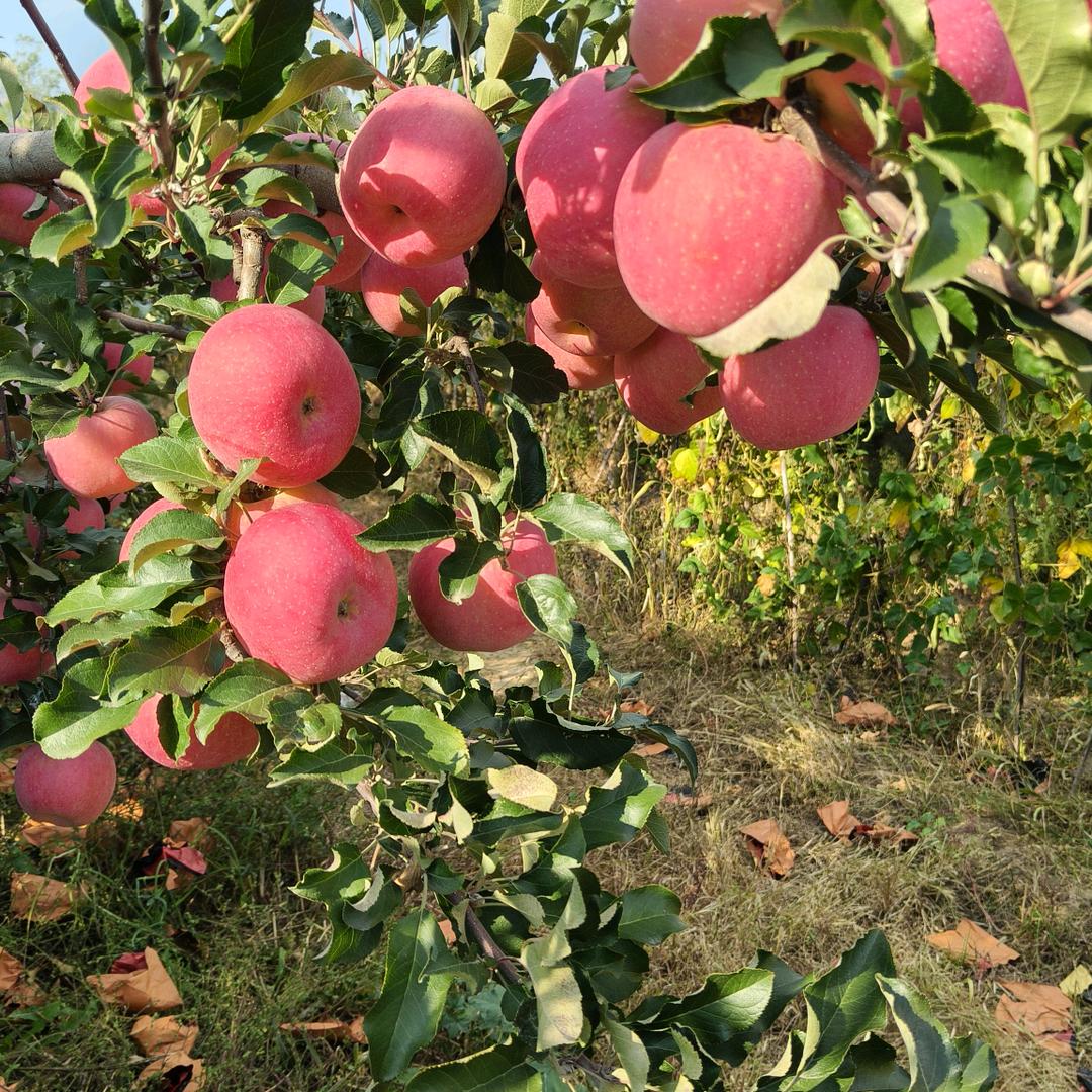 霍州三林果业公司