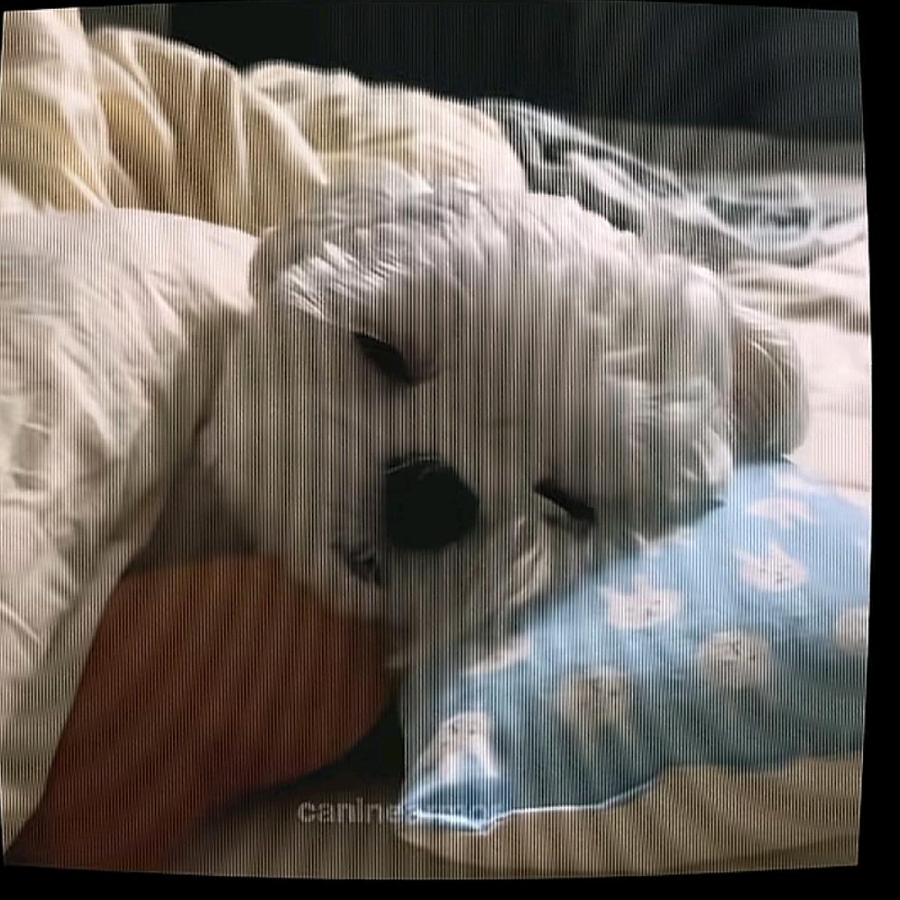 杨🐏