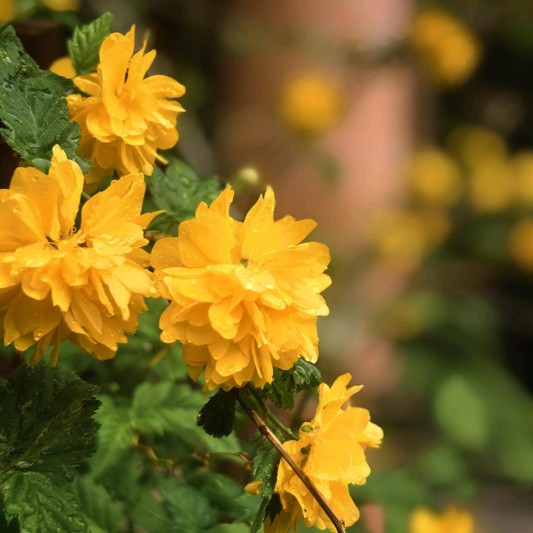 钱串子向阳而生