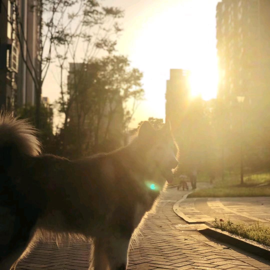 Sunny
