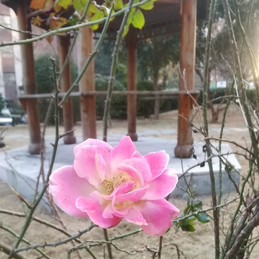 静静的心