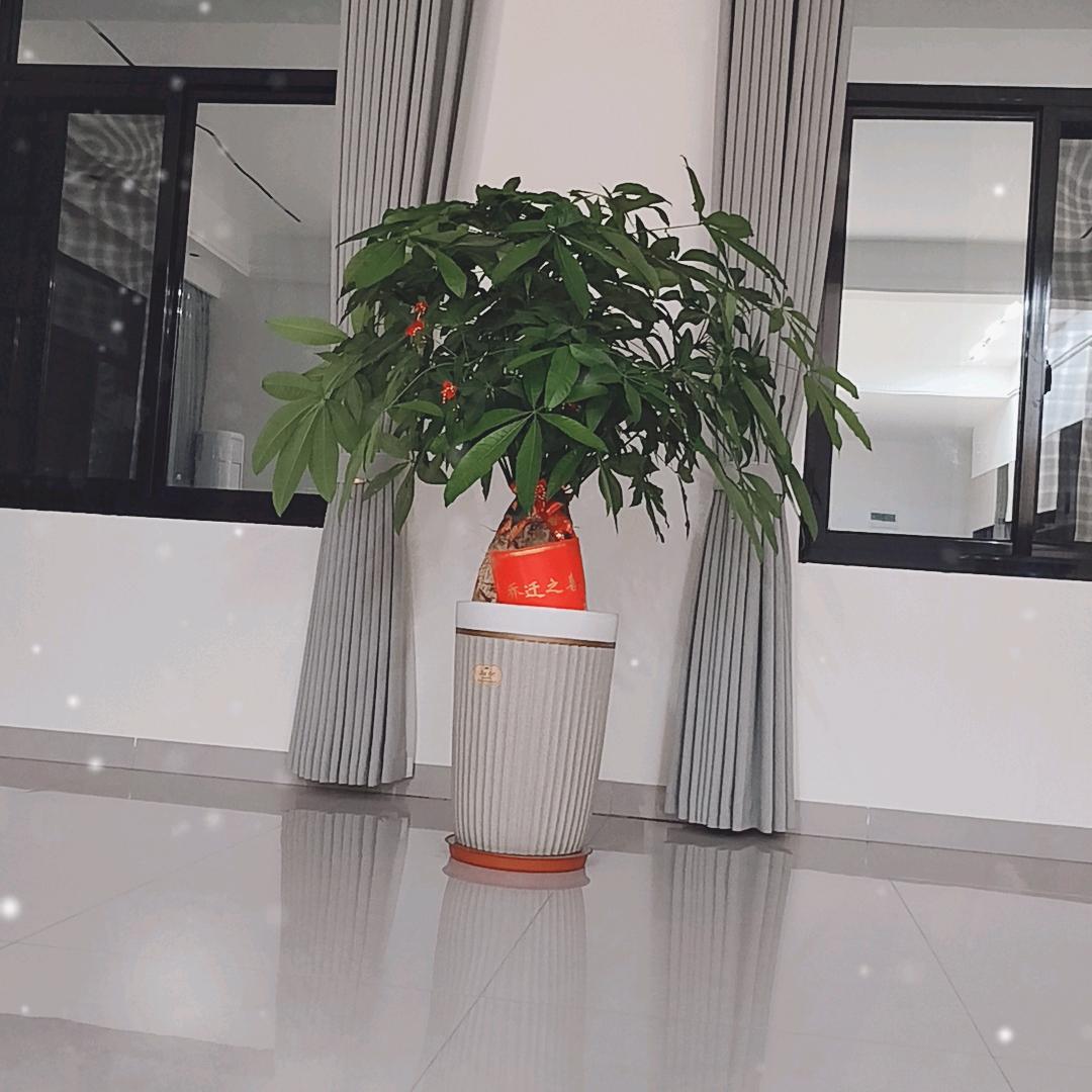 花开💞富贵