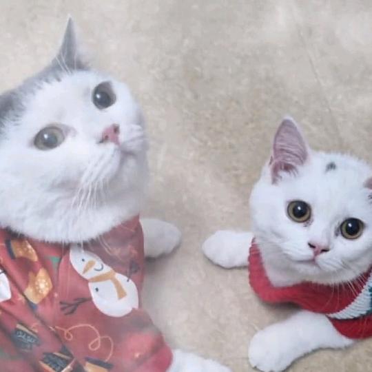 弯弯大叔¹¹¹⁷🦂