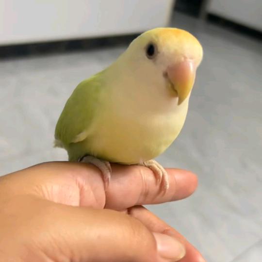赵赵鹦鹉舍