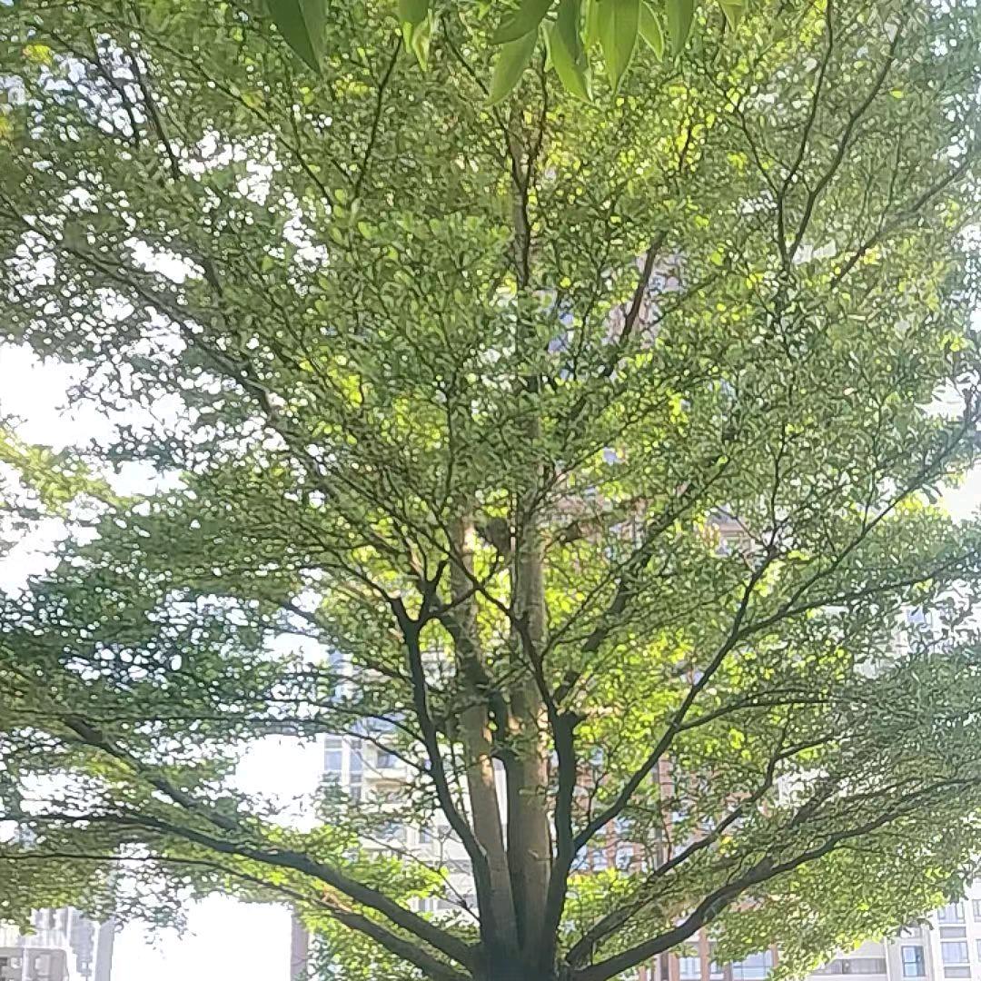 红一灰