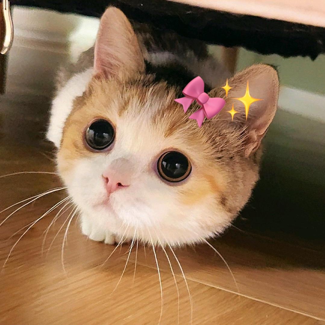 爆炒冯堡堡🔥（拖地猫福福）