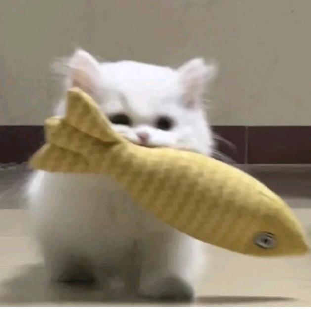 爱吃鱼的小猫咪