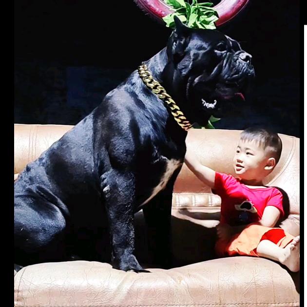 隔壁老王卡斯罗犬5