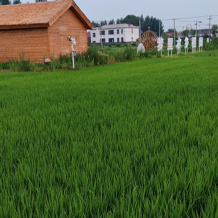 龍喜儿 爆款返场