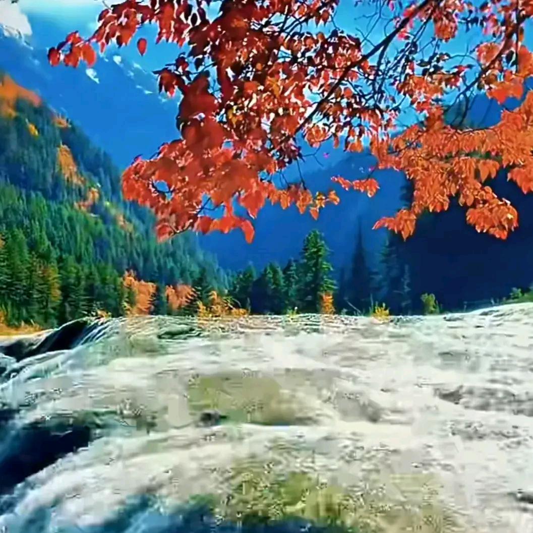 杨家酱