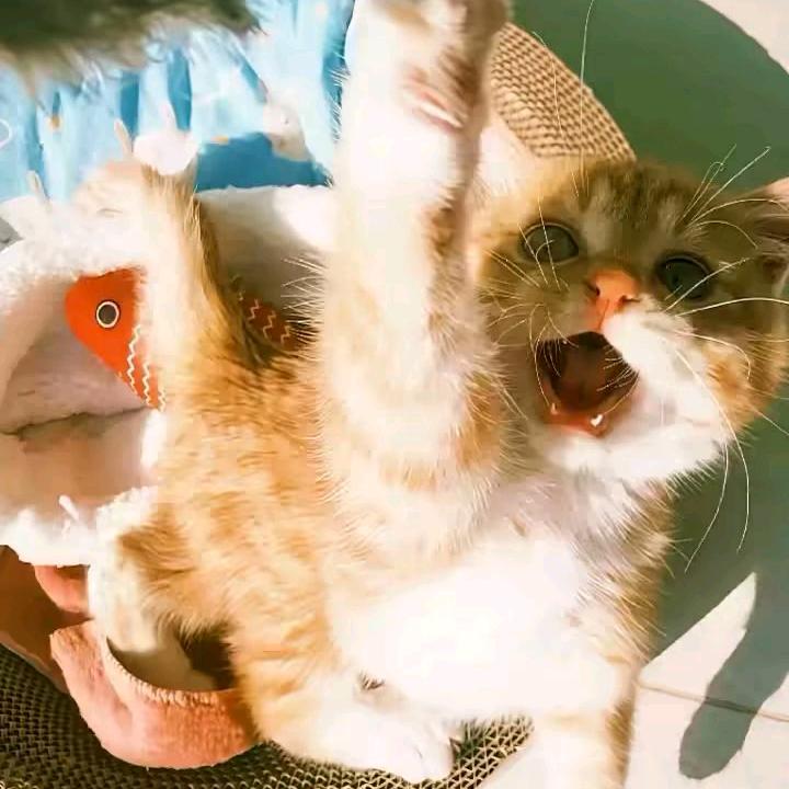 蔡蔡