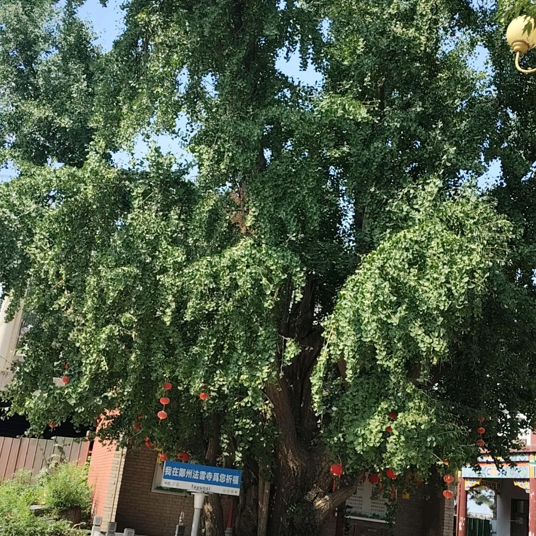 清枫扬