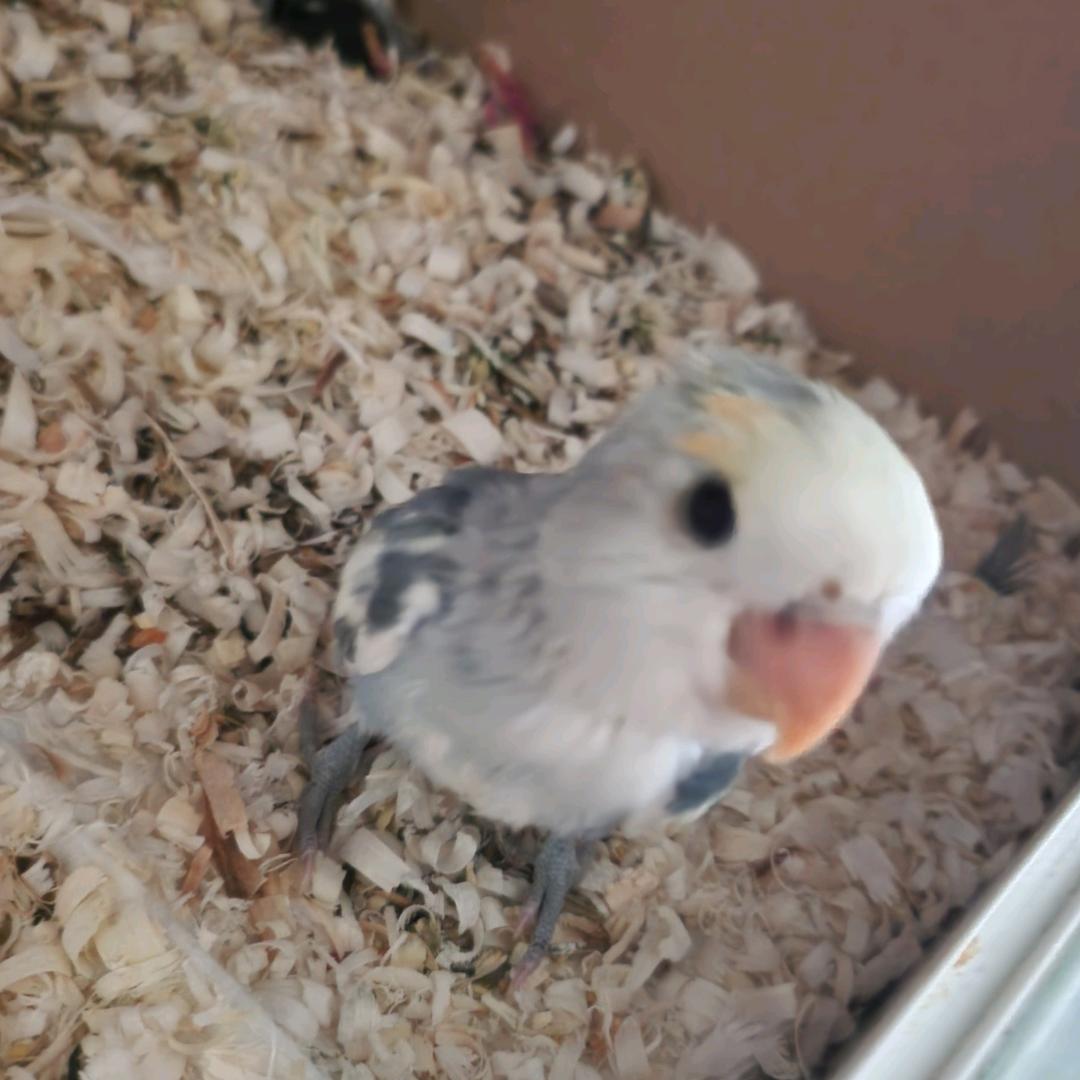 颜汐生活宠物馆