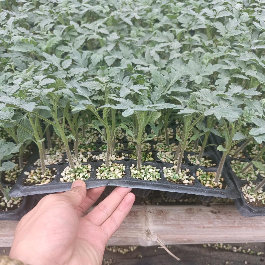 寿光番茄种苗