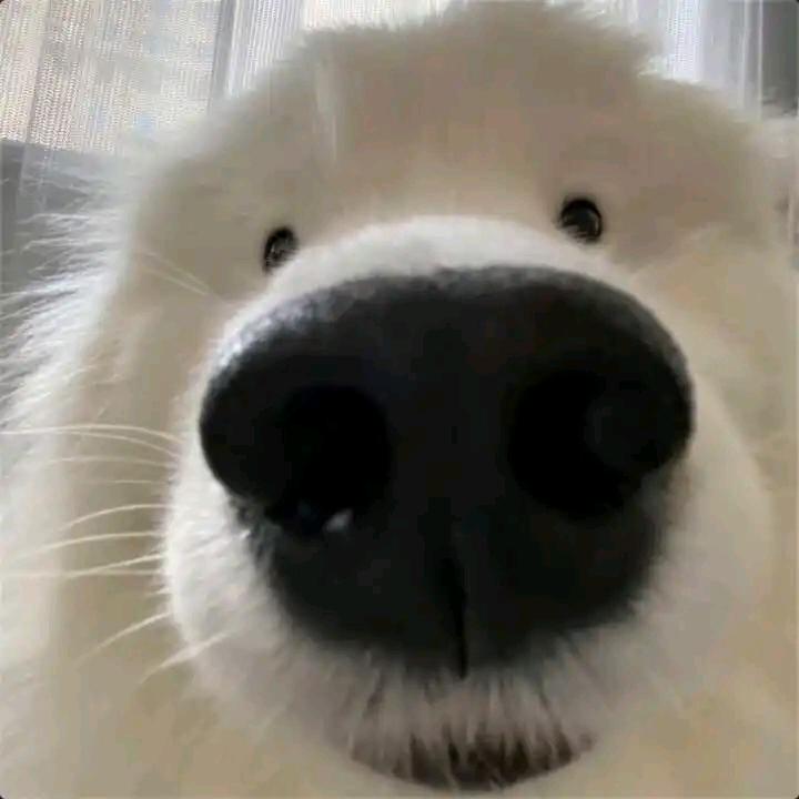 洛克西