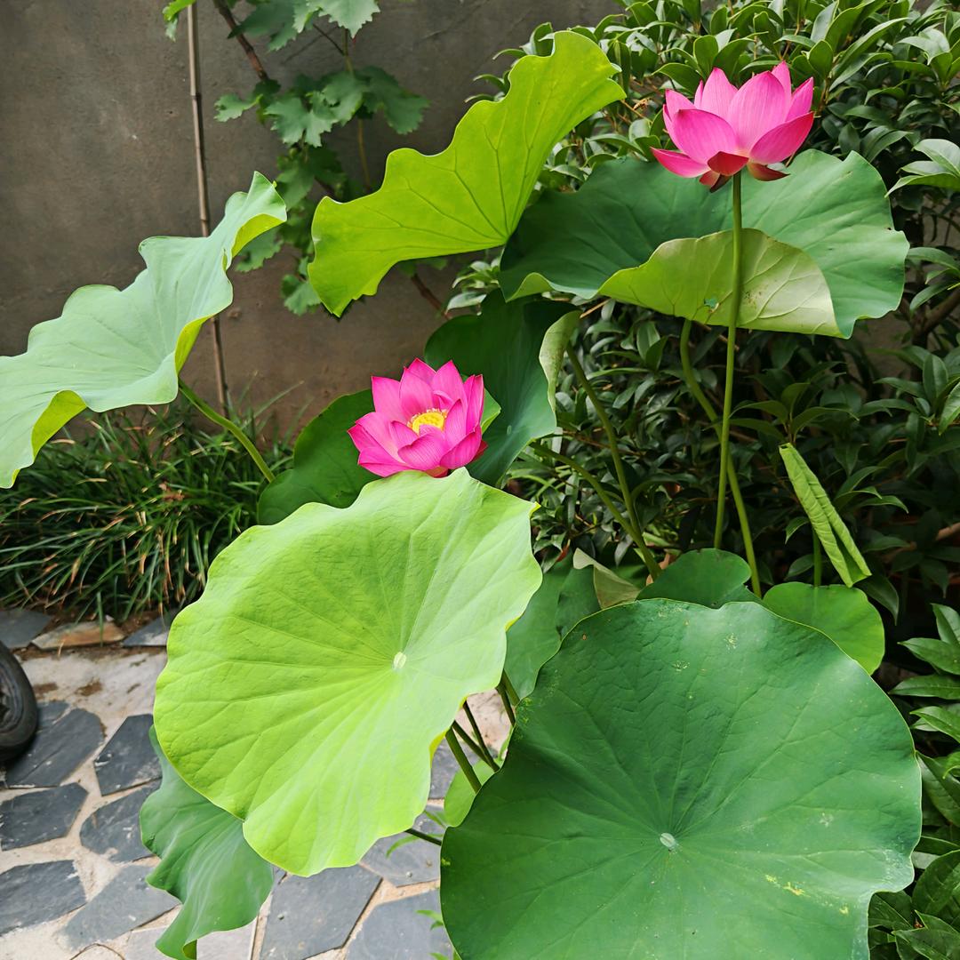 养鱼的小阿姨