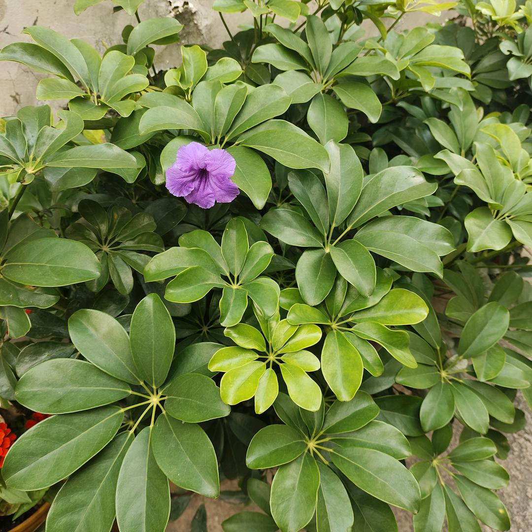 ༺独宠≥♡≤自己༻